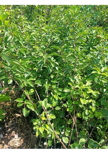 Yeşil Deniz Fidancılık Tüplü Williams Armut Fidanı 100-150 Cm