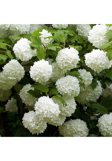 Göz Alıcı Beyaz Çiçekler: Çınar Kartopu Fidanı