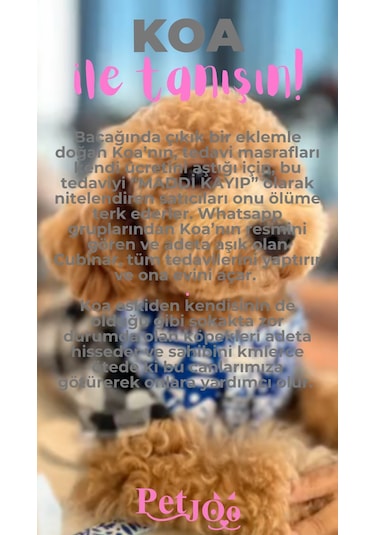 Petjoo 14.Koa Pembe-Gri Qr'lı Köpek Künyesi