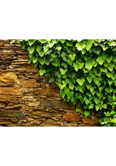 Hedera Helix – Orman Sarmaşığı 50 – 100 cm 3 Adet