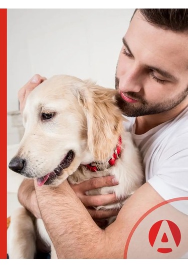 Apicenna Yorkshire Terrierler İçin Balsam-kondisyoner 93370009