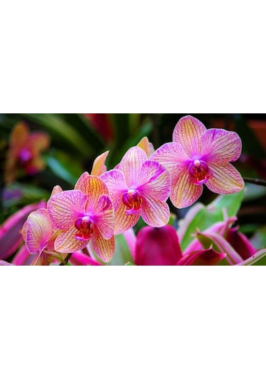 Genta Orkide Torfu 5L N11.104