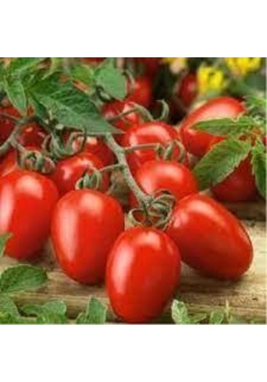 5 Adet Tohum Çerez Domates Tohumu Atıştırmalık Domates Tohumu Süpriz Hediye Sebze Tohumludur