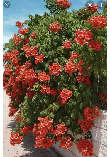 Hızlı Büyüyen Acem Borusu Fidanı 1 Yaşında Tüplü