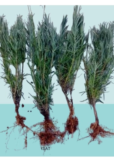 10 Adet Lavanta Fidesi