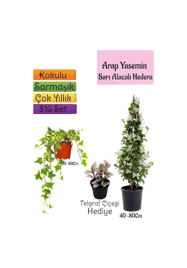 Mis Kokulu Arap Yasemini+alacalı Hedera Hex Sarmaşığı+telgraf Çiçeği 3'lü Set