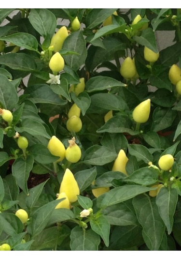 Eko Paket Biberiye Biber Tohumu Fındık Biber Tohumu Misket Biber Tohumu 150 Adet Tohum