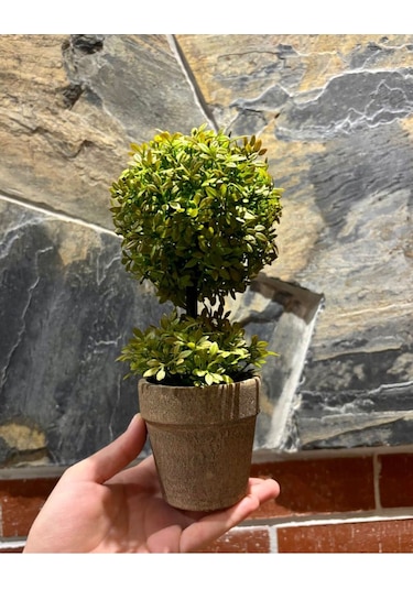 Minimalist Çift Katlı Yeşim Topiary Aranjmanı 24 Cm X 10 Cm Yeşil