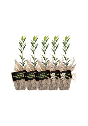 Özel Günlerinizde Ölümsüz Bir . Zeytin Fidanı
