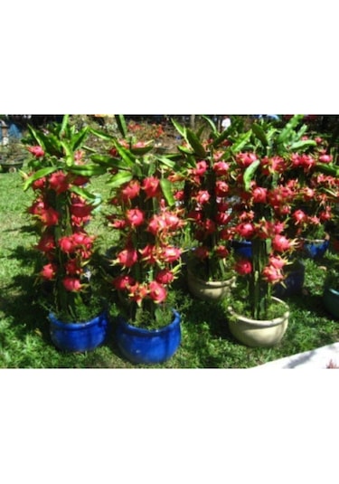 15 Adet Bodur Pitaya Tohumu Ejder Meyvesi Tohumu