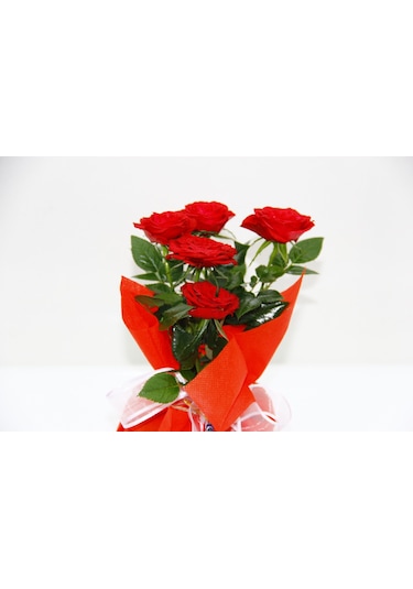 Mini Gül Kırmızı Renk - Yılbaşı Çiçeği Hediyelik