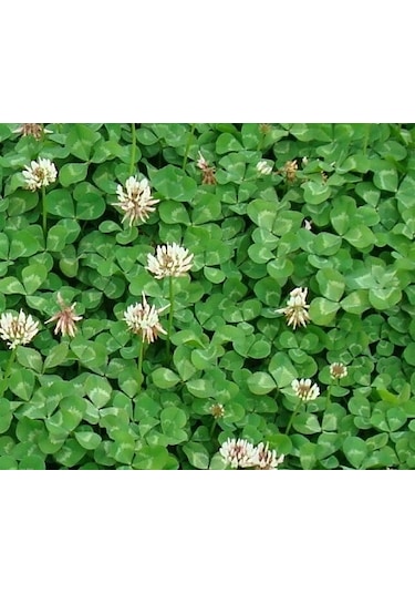 Üçgül Tohumu 250 GR Ak Üçgül Tohumu Trifolium Repens Aküçgül