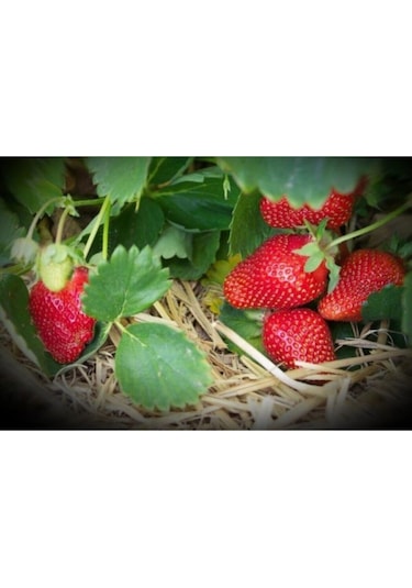Rüzgarbotanik Fortuna Çilek Fidesi 30Adet