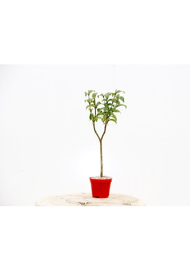 Bonsai Ligustrum Japonicum 3 Adet - Hediyelik Kırmızı Saksıda