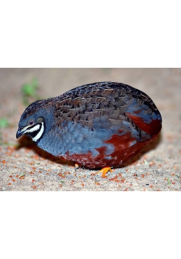 Kuluçkalık Çin Bıldırcın Yumurta 12'li