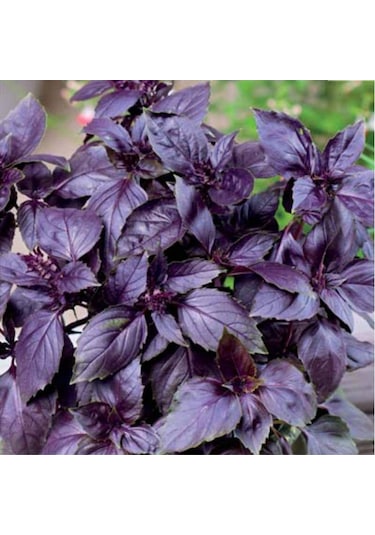 Mor Fesleğen Tohumu 250 Tohum