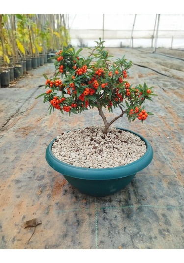 Bonsai Ateş Dikeni Pyracantha 5-6 Yaş