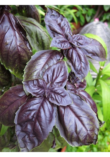 Doğal Fesleğen Mor Reyhan 1000 Ad Tohum