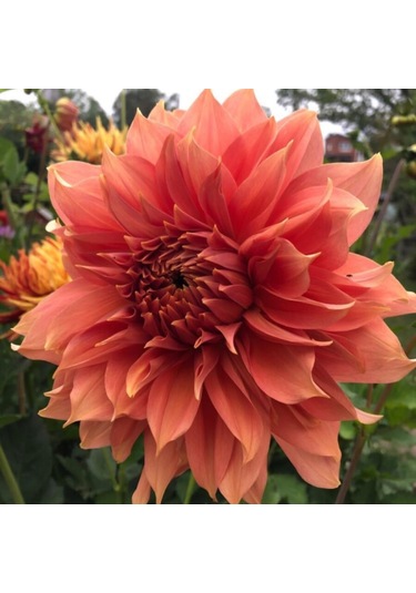 Özel Somon Renk Fairway Spur Dahlia Yıldız Çiçeği Yumrusu 1 Adet
