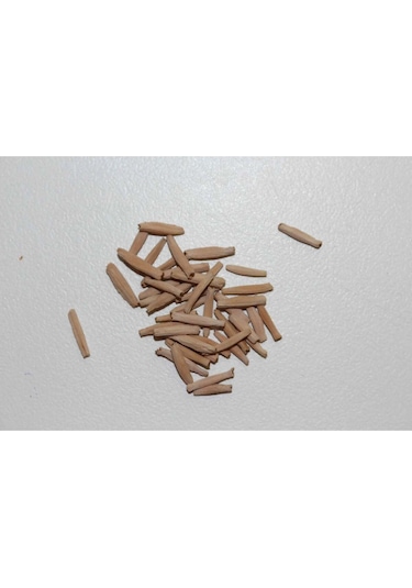 10 Adet Karışık Renklerde Adenium Çöl Gülü Tohumu