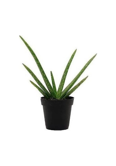 2 Yaş Aloevera Fidanı. Torbalı ve Tüketime Uygun
