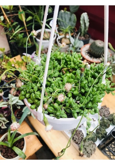 Senecio Rowleyanus Tesbih Çiçeği Askılı Saksıda