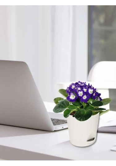 Interm Kaktüs, Menekşe, Çiçekler İçin Mini Saksı Ve Fide Kasesi 94877527