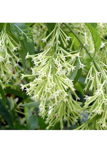 Melisa Parfüm Çiçeği Fidanı Canlı Çiçek - Cestrum Nocturnum 10-20 Cm