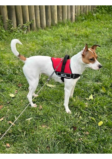 Kişiye Özel, Isimli K9 Köpek Tasması, Göğüs Tasması Kırmızı