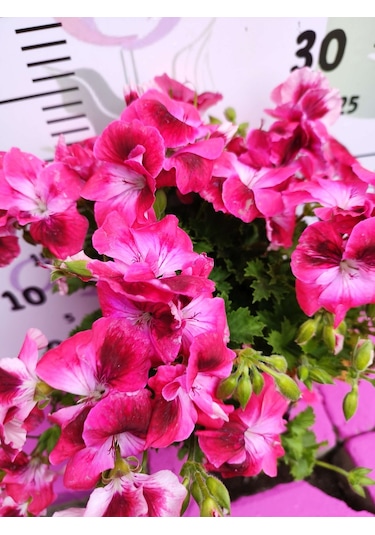 Pembe Ceylangözü Sardunya Pelargonium Domesticum - Renkli Süs Bitkisi
