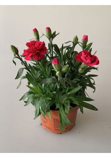 Dolgun Formlu Kırmızı Renk Karanfil Çiçeği 1 Adet 15-25cm Red Dianthus
