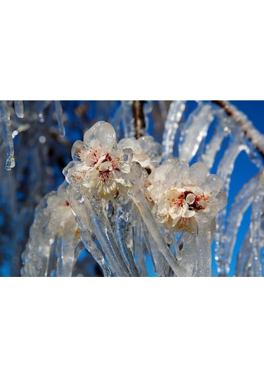 Çiçeklendirici Fosforlu Gübre -P (1 KG)