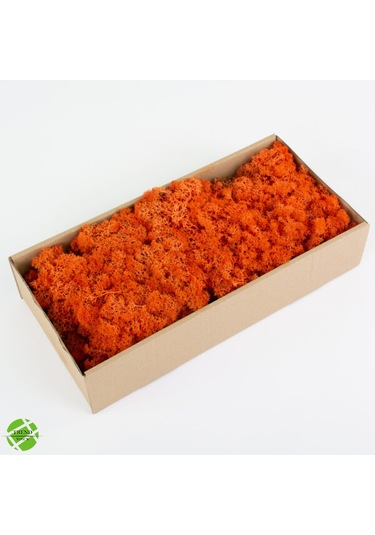 Trend Bahçe Reindeer Moss Turuncu Şoklanmış Norveç Yosunu 500 G