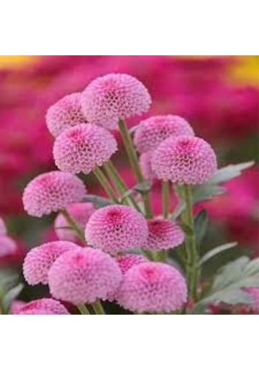 20 Adet Tophum Karışık Saksılık Şeker Tabağı Çiçeği Saksı Toprakl