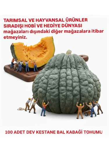 Dev Kestane Bal Kabağı Tohumu 100 Adet 1 adet