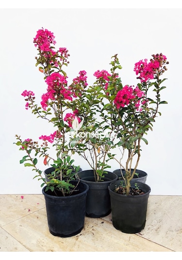 Oya Ağacı Pembe Ispanyol Leylağı. Hint Leylağı