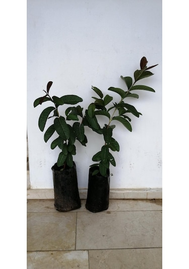 3 Yaşında Tüplü Fidan Guava Fidanı