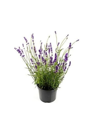 Lavanta Lavandula Angustifolia 3 Adet