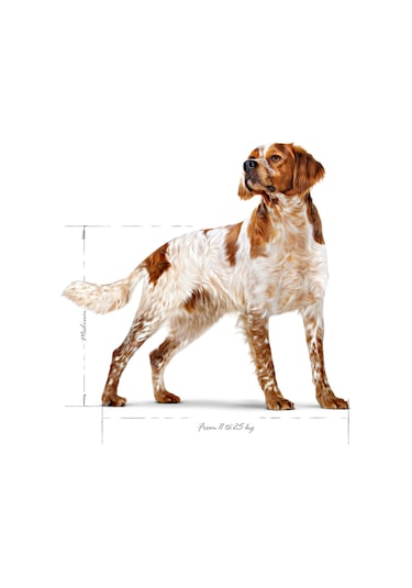 Royal Canin Medium Adult Orta Irk Yetişkin Köpek Maması 15 KG
