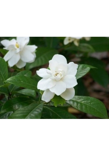 Gardenya (Saksıda 3Lü Dikim Ithal) Kokulu Cicek Fidanı