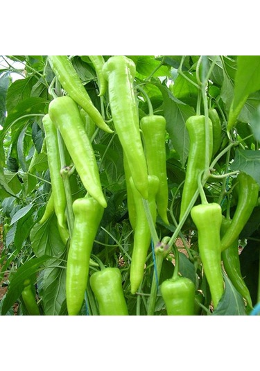 Bykurt Sunagri Çarliston Biber Tohumu - Tatlı Lif Ve Çekirdeği Az Sofralık Ve Kızartmalık