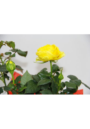 Sarı Mini Gül - Sevgililer Günü Ve Özel Gün Hediyesi