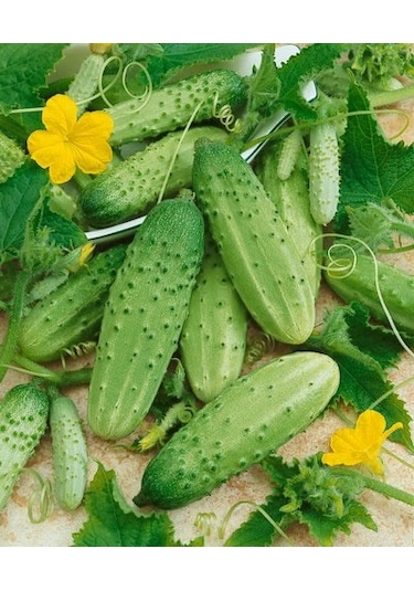 10+ Geleneksel Boston Turşuluk Salatalık Tohumu N114492