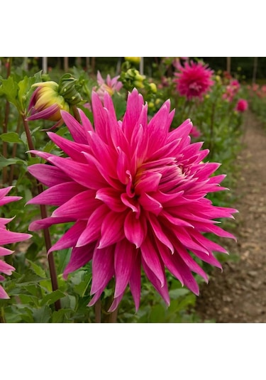 Pembe Ac Darc Horse Dahlia Yıldız Çiçeği Yumrusu 1 Adet