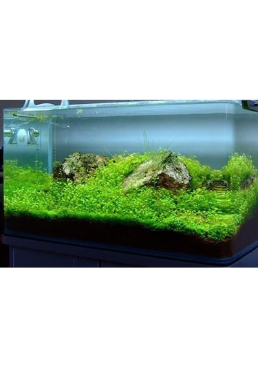 BÜYÜK YAPRAK SU YONCASI CANLI SU BİTKİSİ TOHUMU