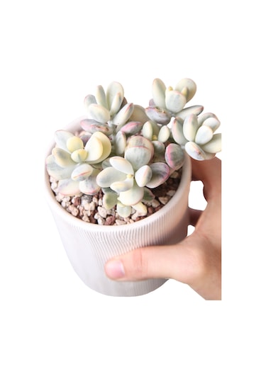 Echeveria Orbiculata Vary - Sukulent Haangarden