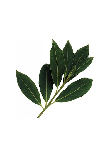 Bonsai Defne Ağacı Tohum Tropikal Ağaç Tohumları 2 Adet Tohum