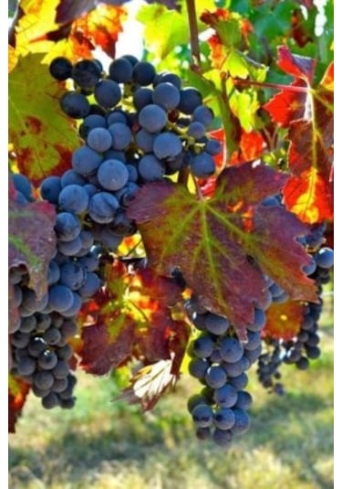 40 Adet Dimrit Üzüm Tohumu