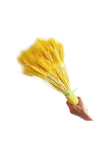 Novahub 100 Adet Doğal Kurutulmuş Çiçekler, Buğday Kulakları & Sapları, Ev Ve Düğün Dekoru Seti