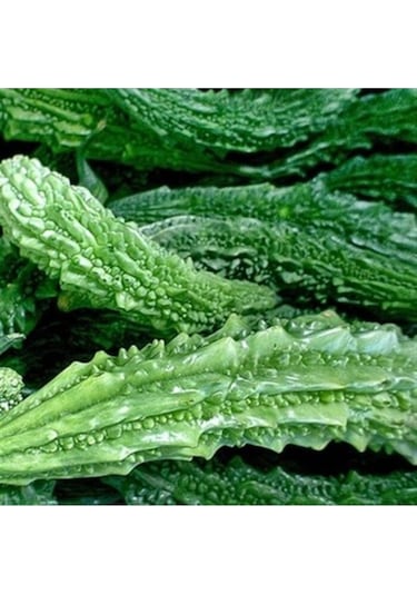 Beyaz Kudret Narı Tohumu